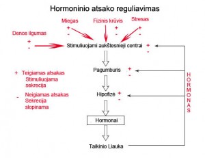 Hormoninio atsako reguliavimas