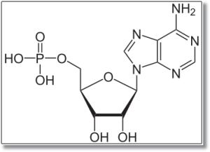 Adenozino monofosfatas